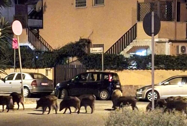 Cinghiali a spasso per Ladispoli