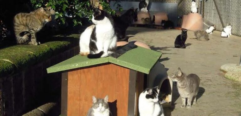 Garante degli animali, tutto fermo in Campidoglio: “Ora Gualtieri prenda una decisione”