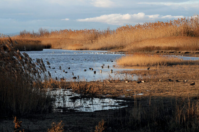 L’Istituto Comprensivo Ladispoli 1 alla scoperta degli uccelli di Torre Flavia