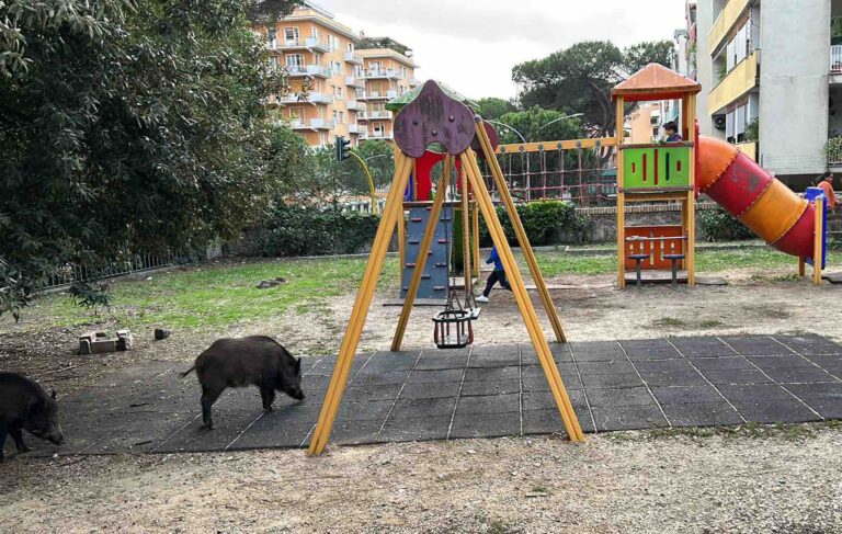 Roma, cinghiali ‘occupano’ giostre bimbi vicino alla scuola Leopardi