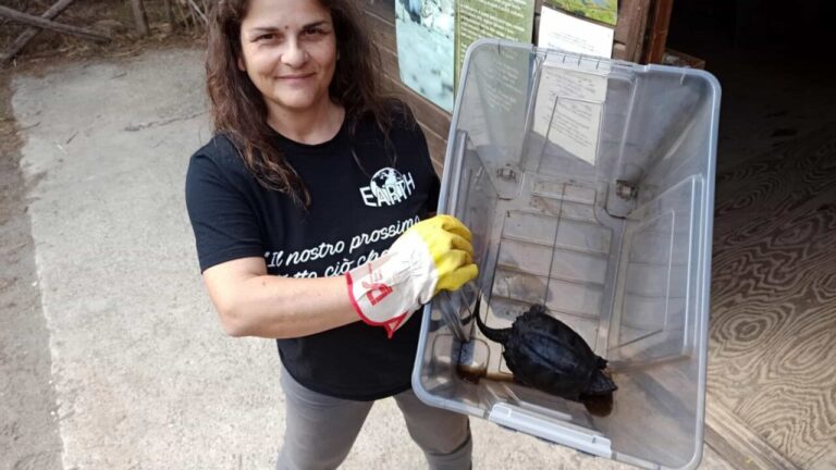 Palude di Torre Flavia, presa un’altra tartaruga azzannatrice