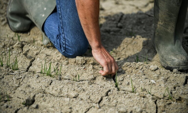L’annata nera dell’agricoltura italiana. Male vino e frutta