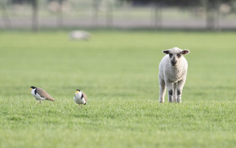 E’ allarme lingua blu, focolai in 59 allevamenti dell’Oristanese