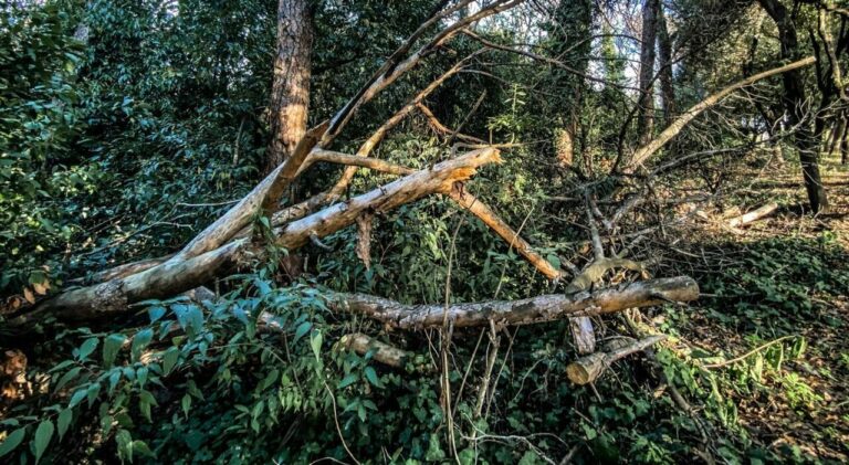 Manutenzione del verde quasi assente nei luoghi storici della Capitale