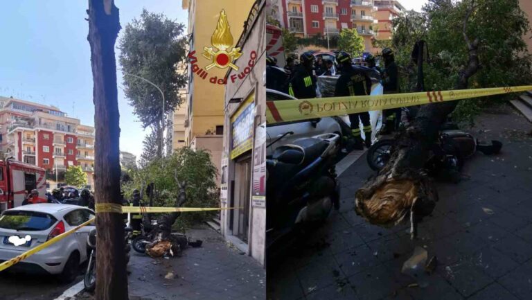 Uccisa da albero crollato a Roma, la rabbia del figlio della vittima: “Tagliate tutto”
