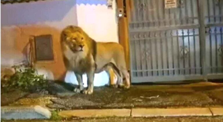 Leone in fuga dal circo, PD: “Sempre più anacronistica la presenza di animali nei circhi”