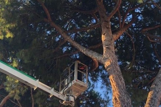 Verde, completati interventi su pini     e cipressi nell’area di piazza Venezia