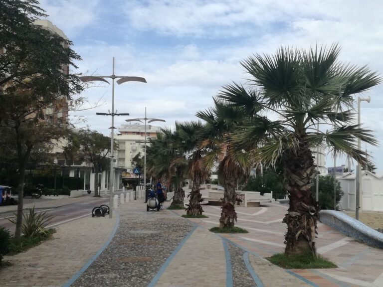 «Lungomare, ma le palme vengono curate?»